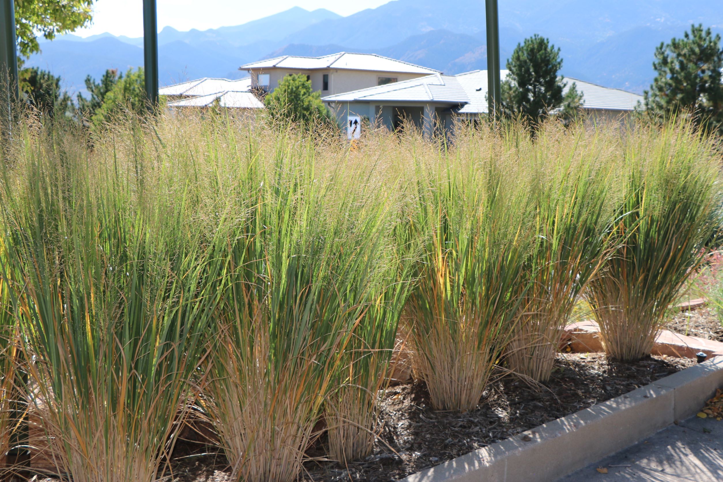 Northwind Switchgrass
